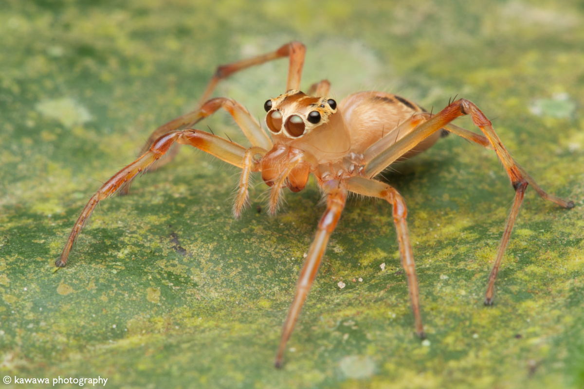 眼睛会变色的蜘蛛