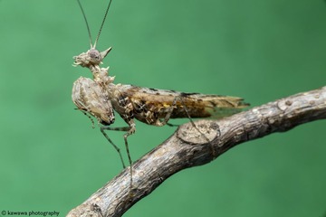 IMG_9842c