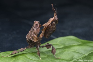 IMG_9878a