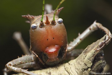 Dragon Head