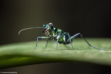 虎甲