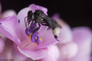 蜜蜂