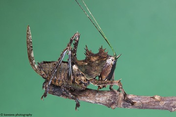 龙头蚱蜢（雌性）