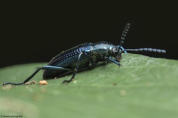 擬步行虫