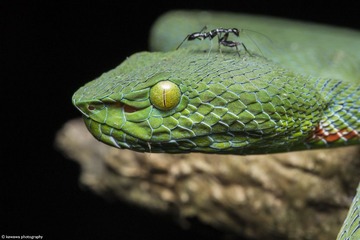Viper