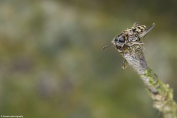 虎甲