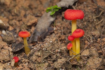 红菇