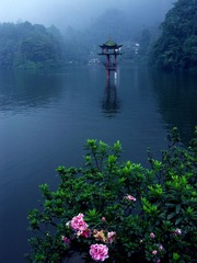 青城山杜鹃