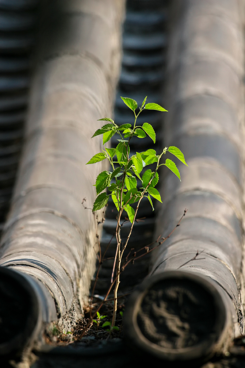 屋顶上一颗小树顽强的生长了出来