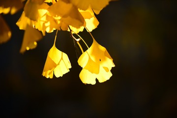 287981
