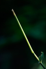 _DSC2186