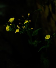 DSC09069-2