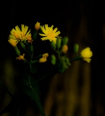 DSC09080-3