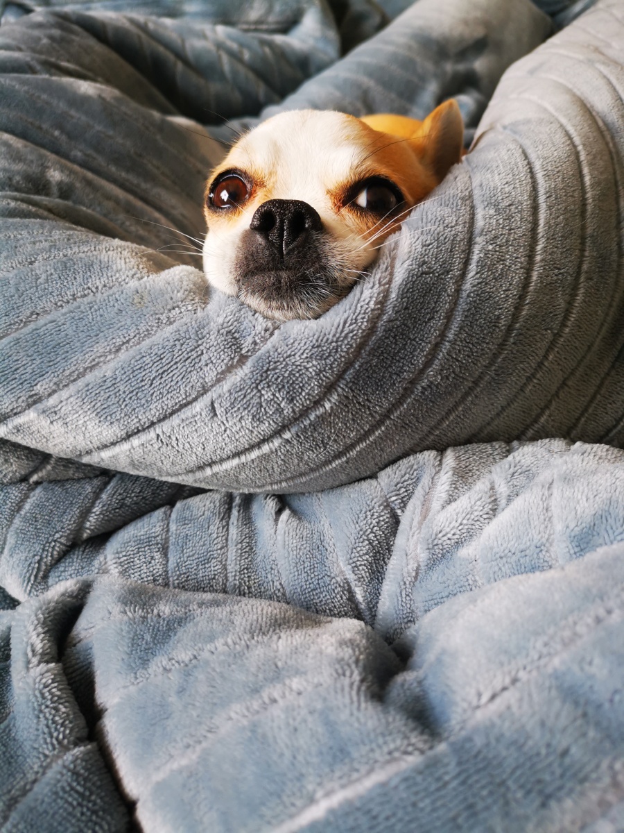 懒床- 净心看世界 - 图虫