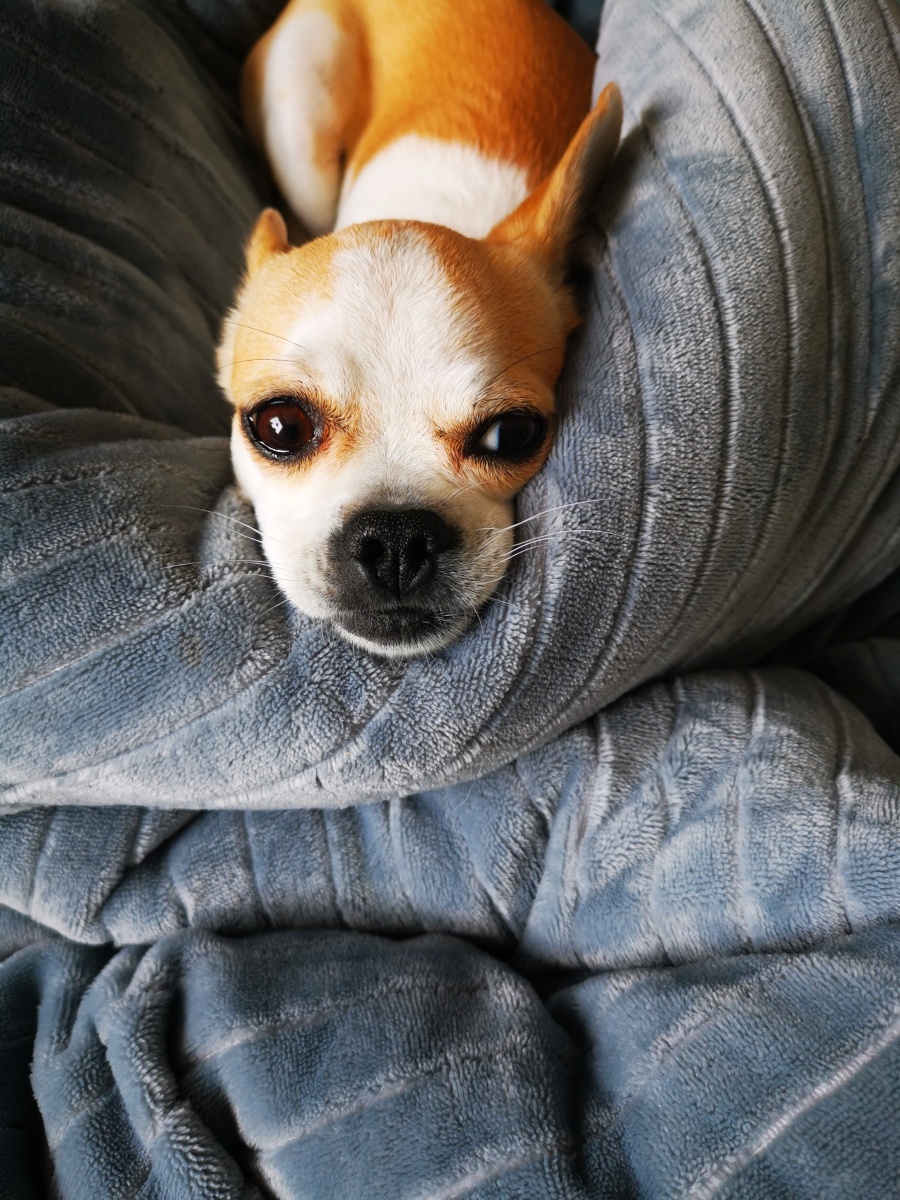 懒床- 净心看世界 - 图虫