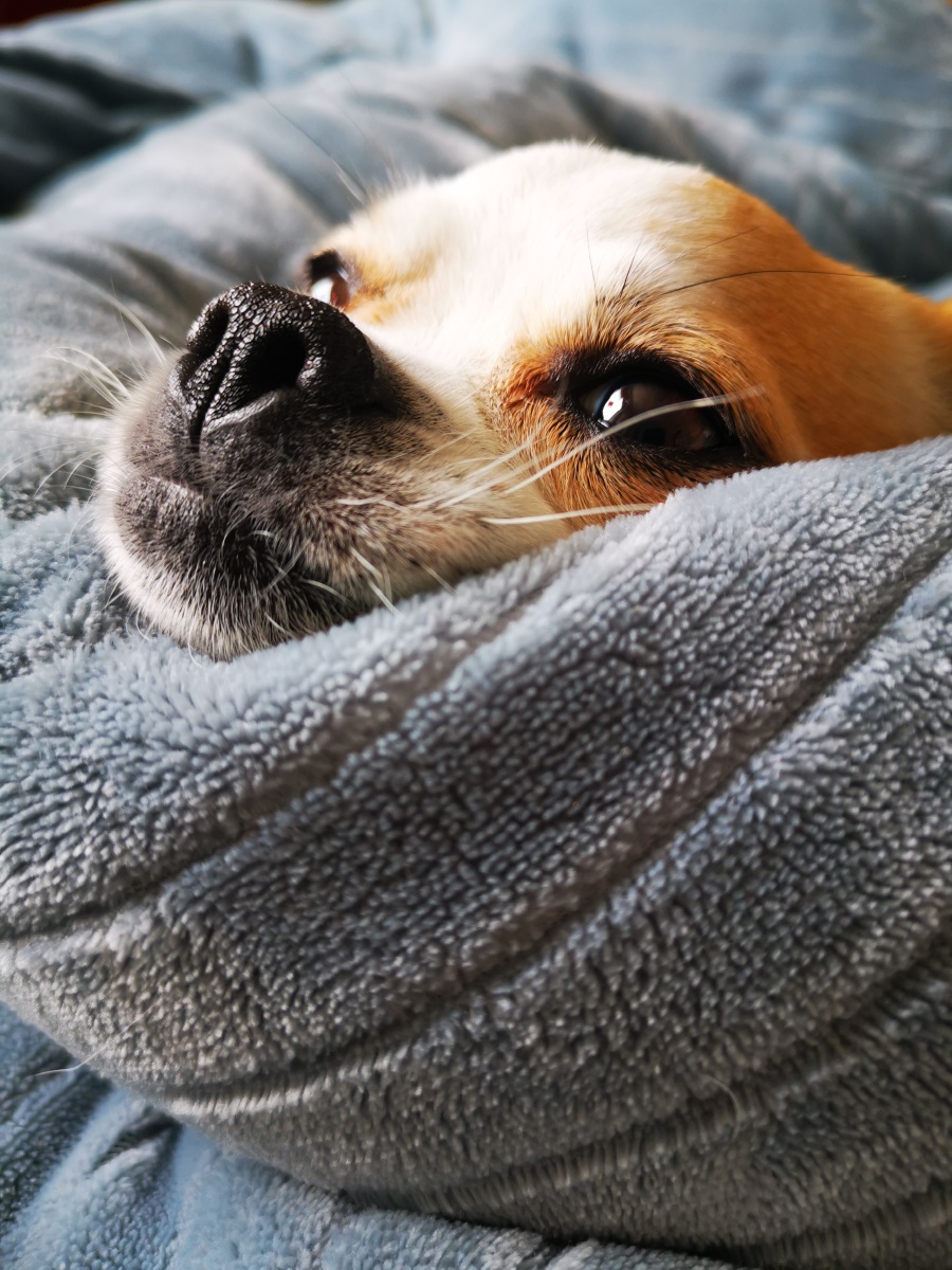 懒床- 净心看世界 - 图虫