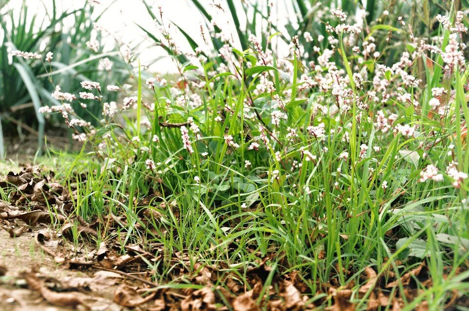中山陵 143-2<br />
花花草草