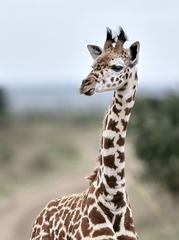 DSC_2176_00040