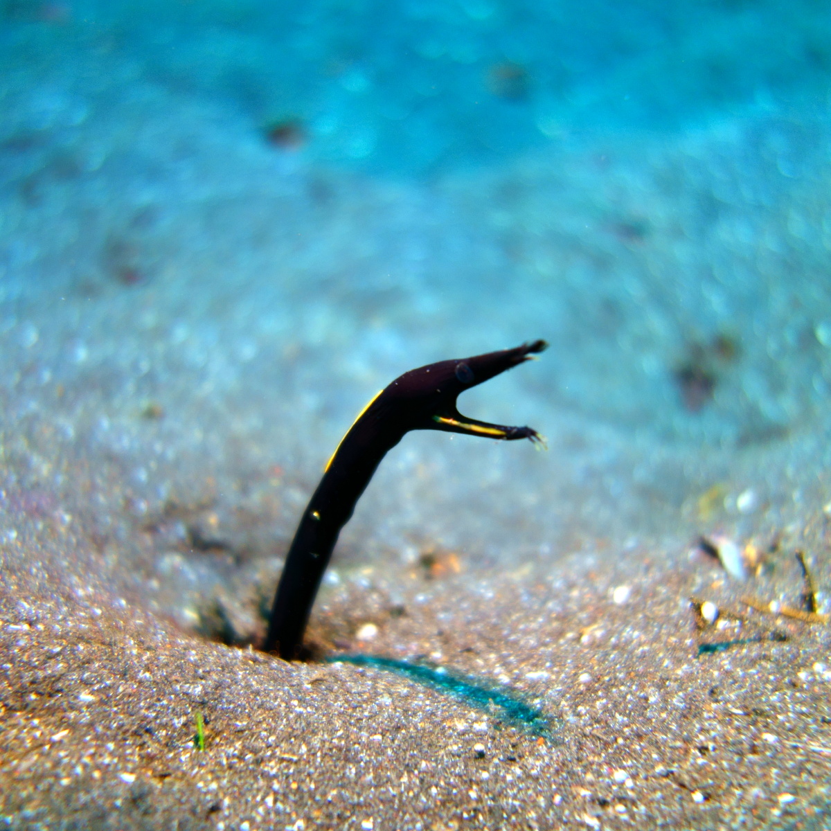 沙鳗 br /> 索尼黑卡 防水壳 照明 近摄镜