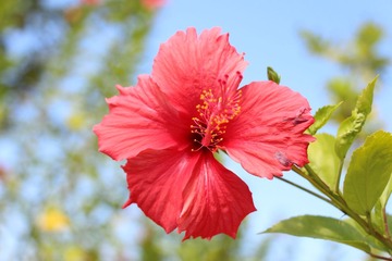IMG_0534.JPG
