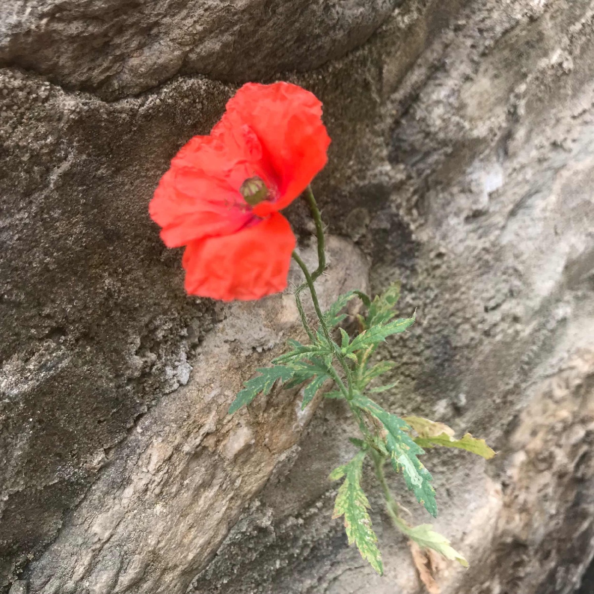 坚强的花