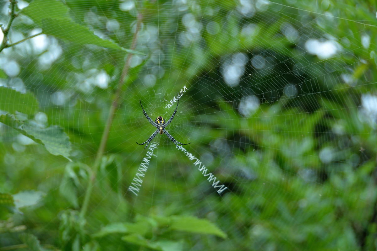 山蜘蛛吐丝出字母绝版2