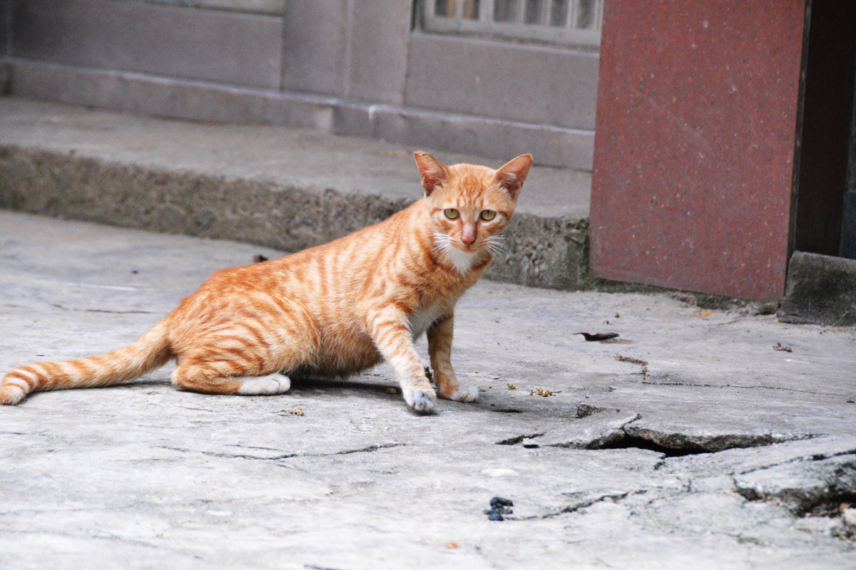乡村猫,摄于罗锦江月村.