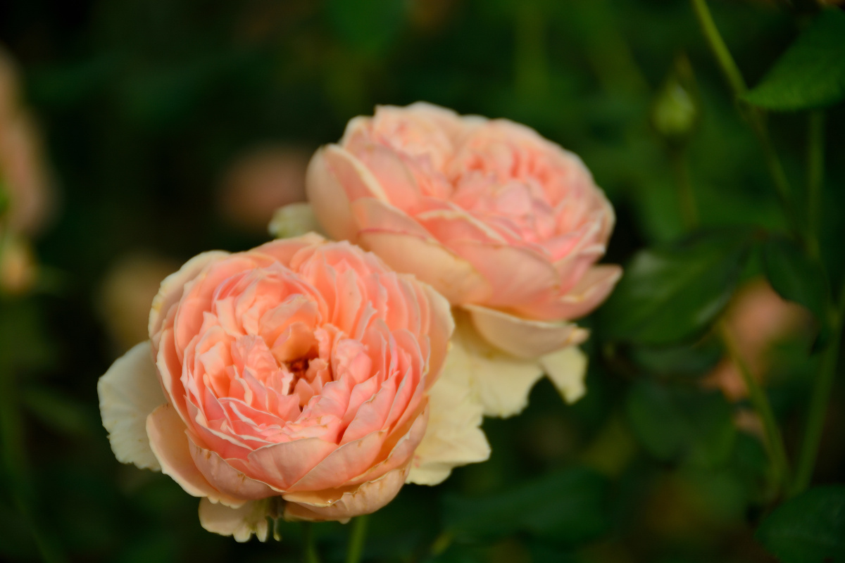 美丽动人的粉色月季