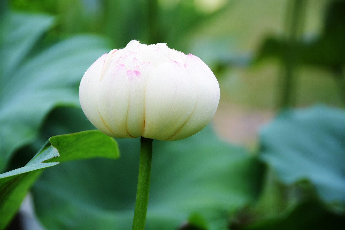 白里透着一点红—荷花
