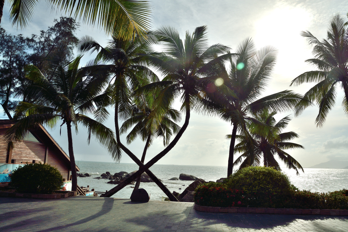 造型优美—椰树 - 拟黑多刺蚂蚁 - 图虫网 - 优质摄影师交流社区