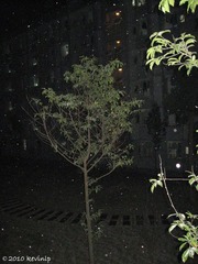 snow