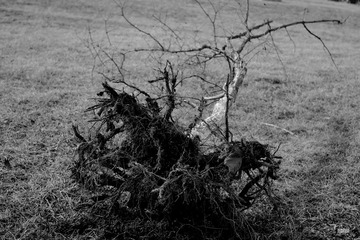 DSC_5329_