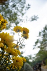 雏菊