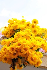 菊花.