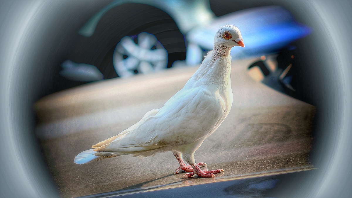 山东摄影家俱乐部811/181双鱼申先生2021年12月13日486关注鸽子和平的