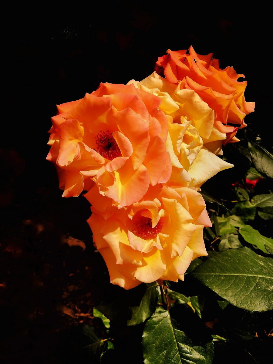 天津市花——月季 - 双鱼申先生 - 图虫