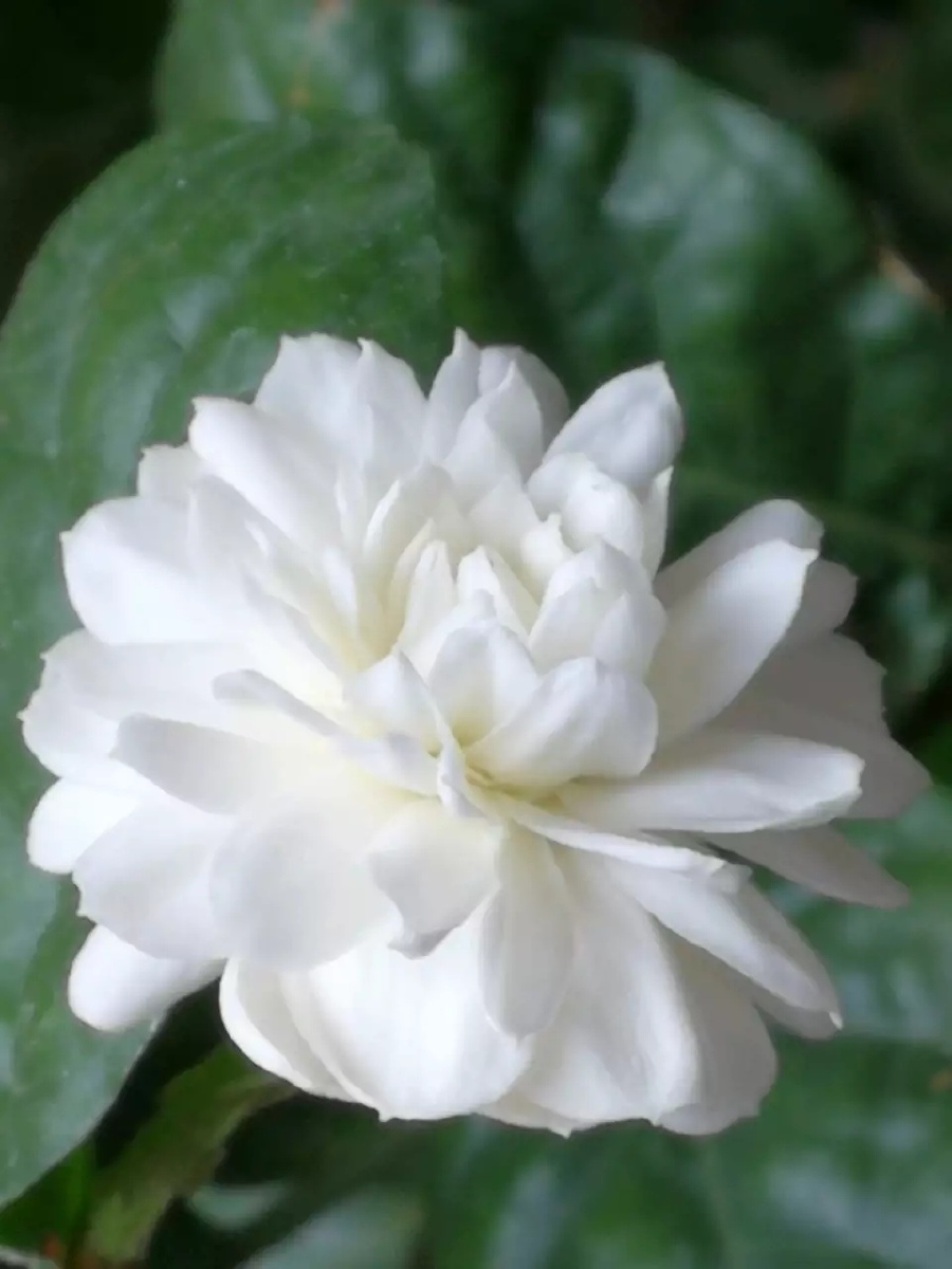 我的圆叶虎头茉莉花