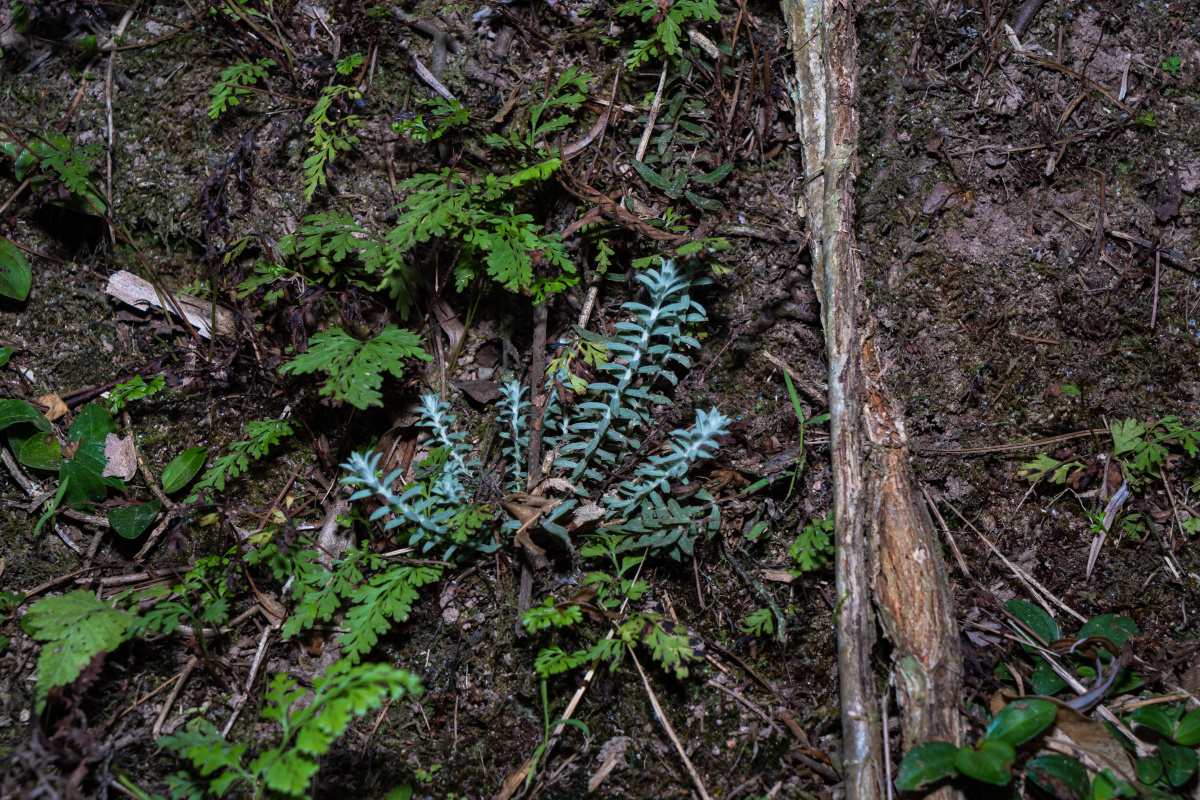 沙氏鹿茸草monochasma savatieri franch. ex maxim. - 一条有梦想de