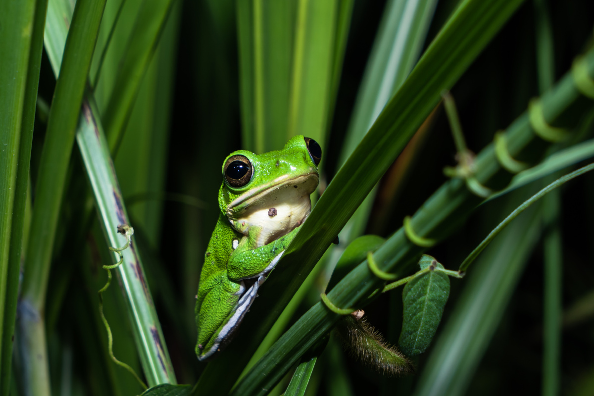 大泛树蛙(polypedates dennysi)幼体 - 一条有梦想de金鱼 - 图虫