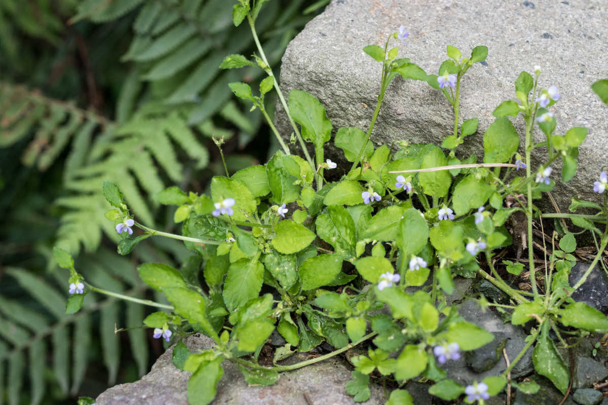 七星莲 - 一条有梦想de金鱼 - 图虫