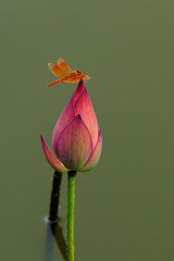 _MG_1833-编辑.jpg