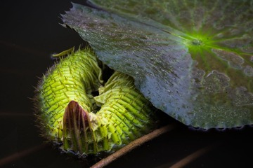 _MG_1854-编辑.jpg
