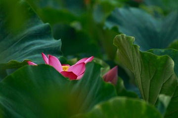 _MG_1862-编辑.jpg