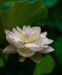 _MG_1866-编辑.jpg