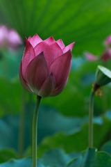 _MG_1884-编辑.jpg