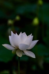 _MG_1887-编辑.jpg
