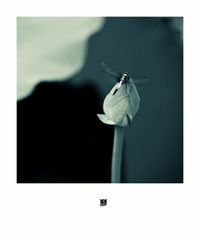 荷4