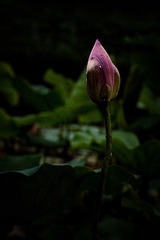 DSC_1810.jpg