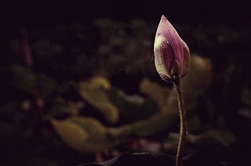 DSC_1811.jpg