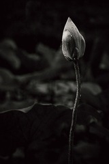 DSC_1812.jpg